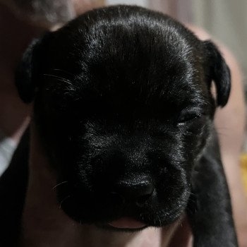 chiot Staffordshire bull terrier Du clan de Sparte chiot Staffordshire bull terrier Du clan de Sparte