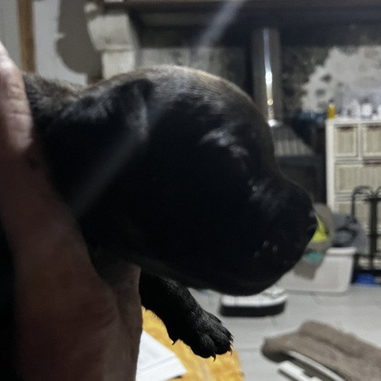 chiot Staffordshire bull terrier Du clan de Sparte