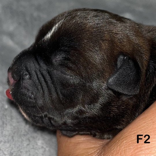 chiot Staffordshire bull terrier Du clan de Sparte