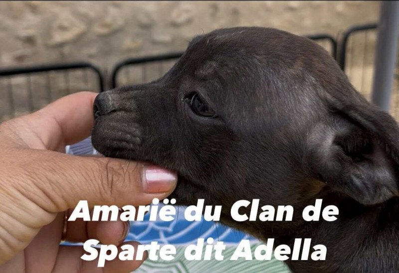 Amarïe Du clan de Sparte Femelle Staffordshire bull terrier