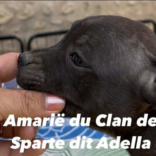 Amarïe Du clan de Sparte Femelle Staffordshire bull terrier