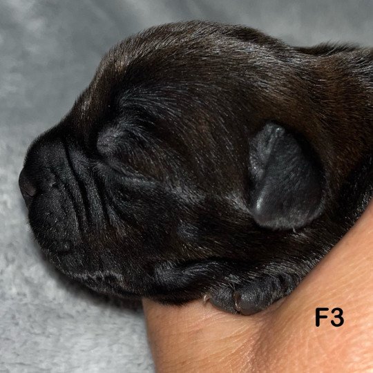 chiot Staffordshire bull terrier Du clan de Sparte