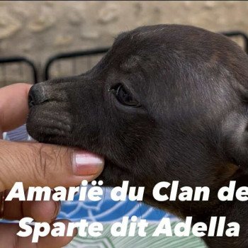 chiot Staffordshire bull terrier Du clan de Sparte chiot Staffordshire bull terrier Du clan de Sparte