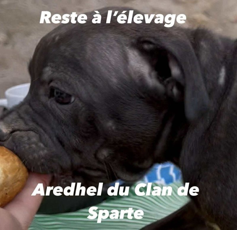 Aredhel Du clan de Sparte Femelle Staffordshire bull terrier