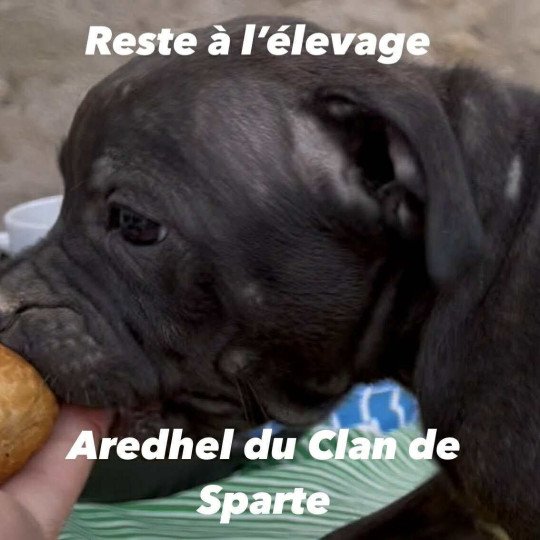 Aredhel Du clan de Sparte Femelle Staffordshire bull terrier