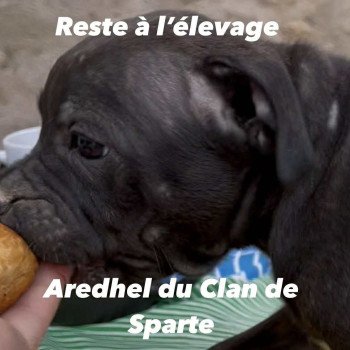 chiot Staffordshire bull terrier Amairé Du clan de Sparte chiot Staffordshire bull terrier Amairé Du clan de Sparte