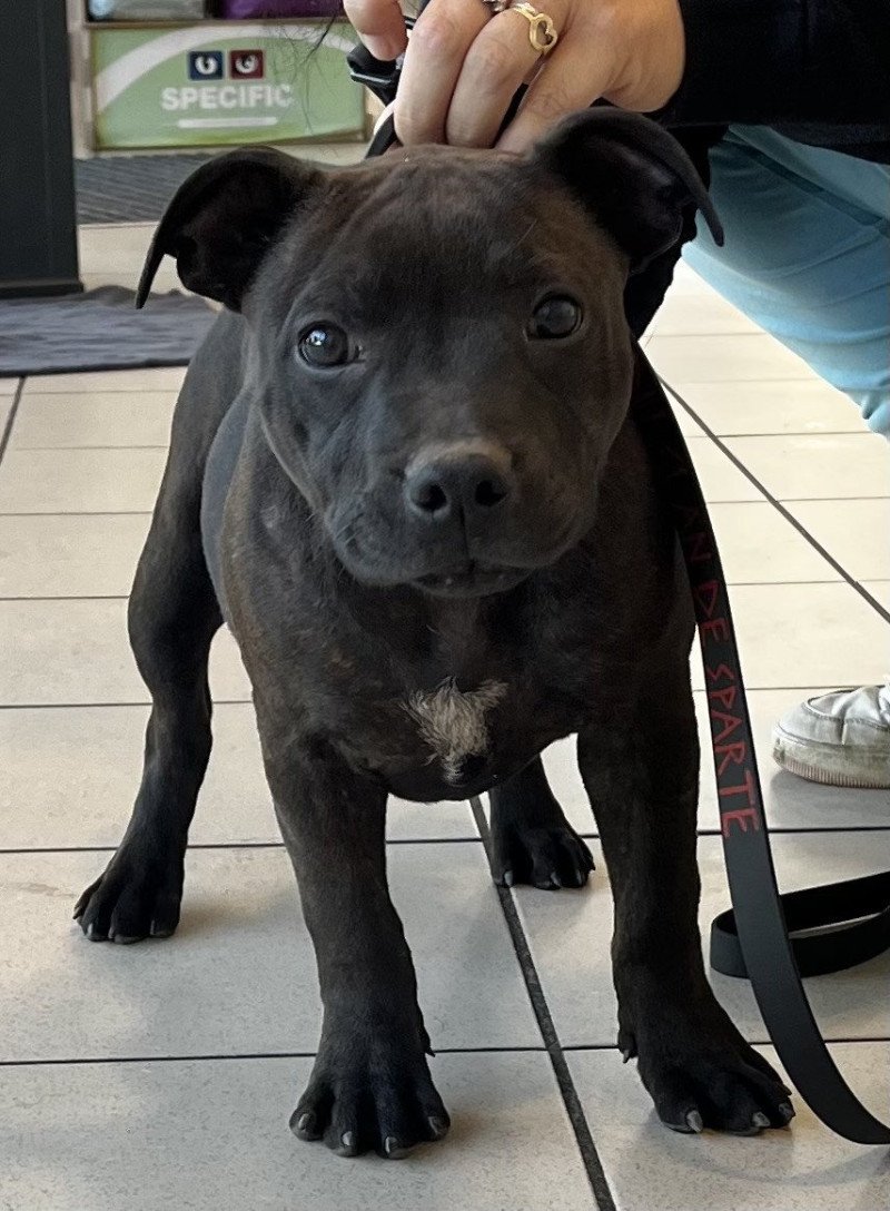 Aredhel Du clan de Sparte Femelle Staffordshire bull terrier
