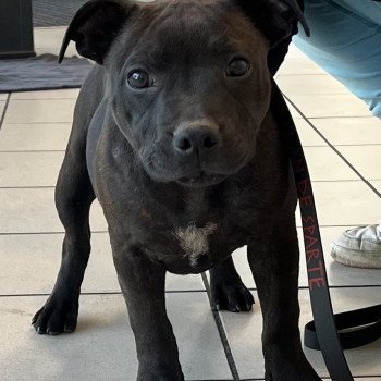 chiot Staffordshire bull terrier Aredhel Du clan de Sparte chiot Staffordshire bull terrier Aredhel Du clan de Sparte
