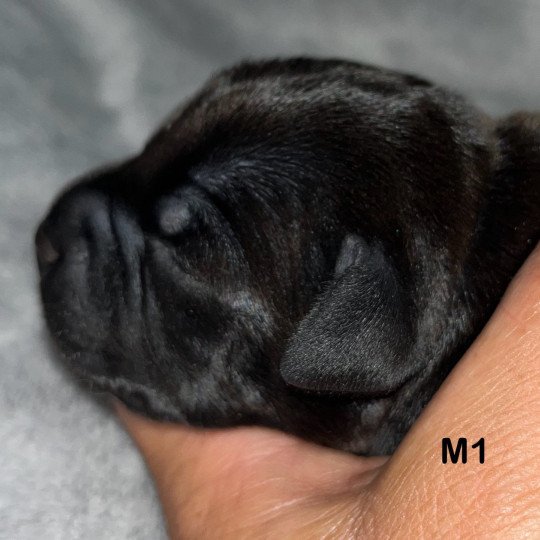 chiot Staffordshire bull terrier Du clan de Sparte