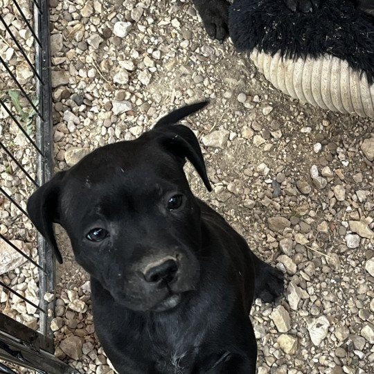 Amandil Du clan de Sparte Mâle Staffordshire bull terrier