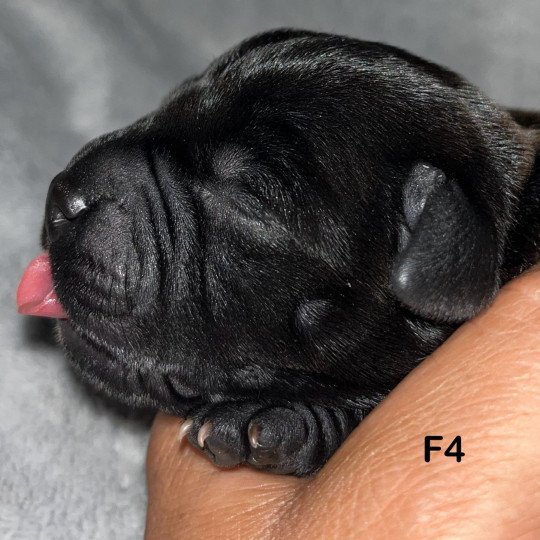 chiot Staffordshire bull terrier Du clan de Sparte