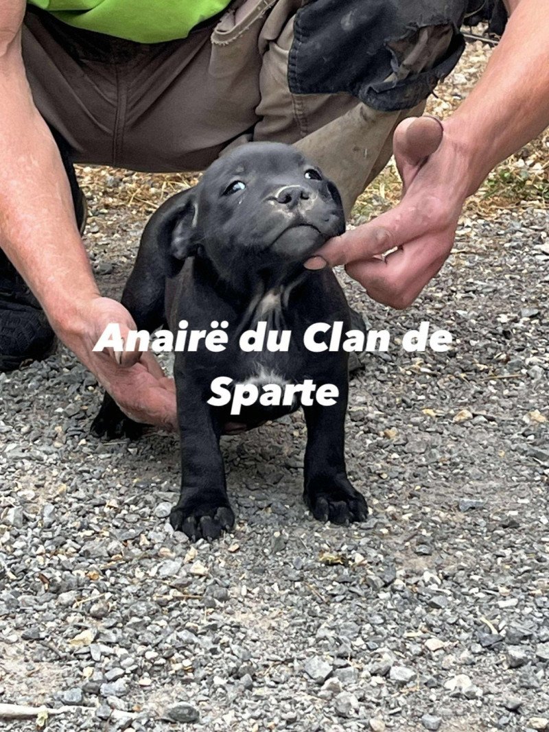 Anaïré Du clan de Sparte Femelle Staffordshire bull terrier