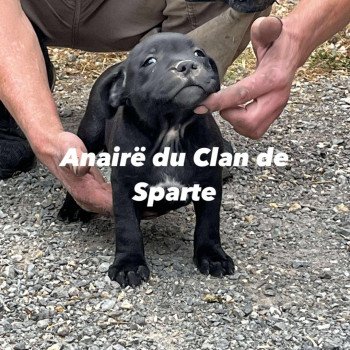 chiot Staffordshire bull terrier Du clan de Sparte chiot Staffordshire bull terrier Du clan de Sparte