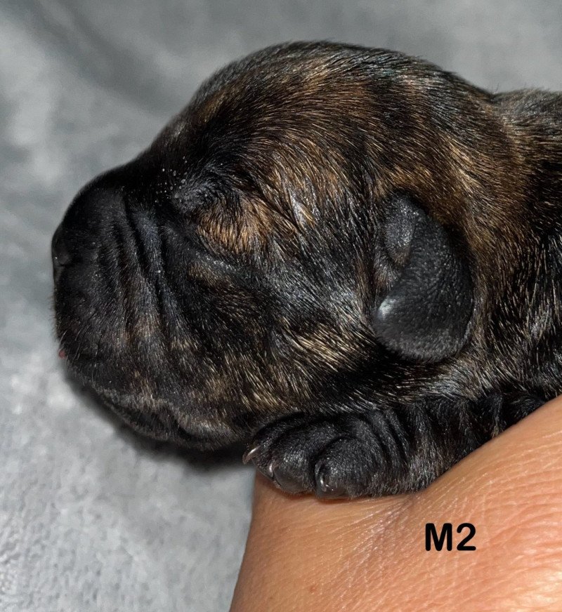 6e chiot (Portée Sky at du Clan de Sparte ❤ Panchito Pistoles 2025) - Mâle Blastron en triangle Mâle Staffordshire bull terrier