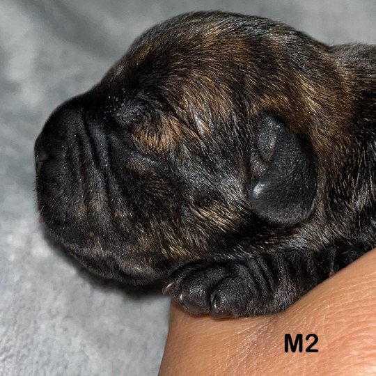chiot Staffordshire bull terrier Du clan de Sparte