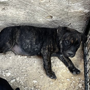 chiot Staffordshire bull terrier Du clan de Sparte chiot Staffordshire bull terrier Du clan de Sparte