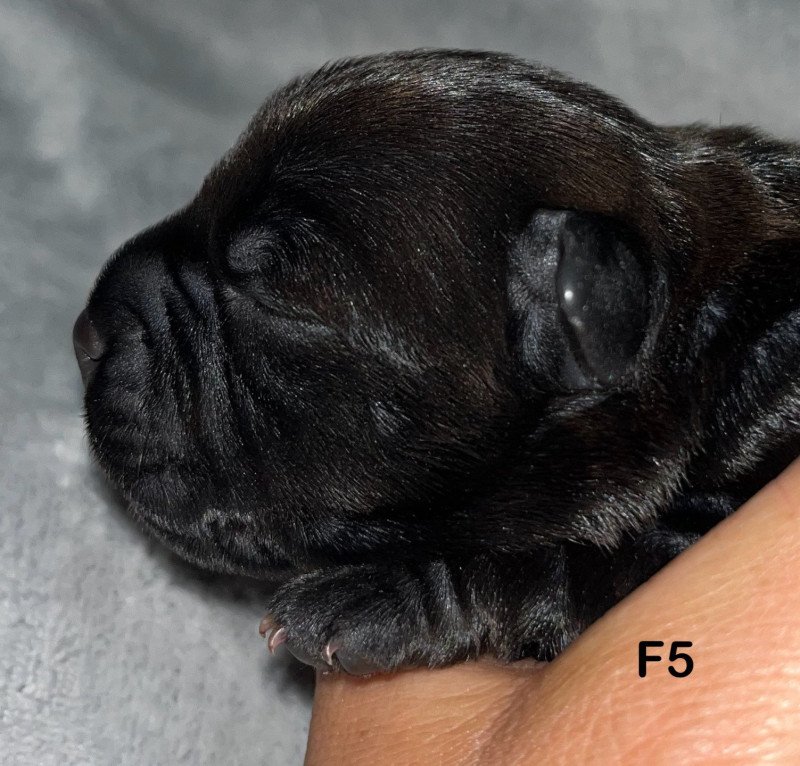 7e chiot (Portée Sky at du Clan de Sparte ❤ Panchito Pistoles 2025) - Femelle Blastron en forme de dragon Femelle Staffordshire bull terrier