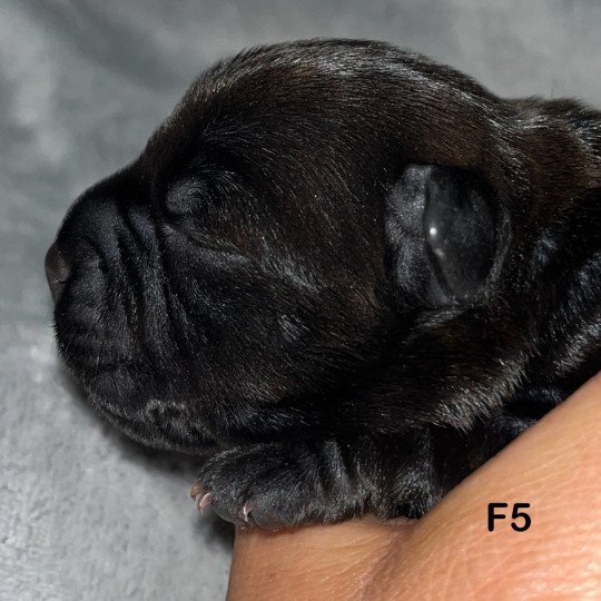 chiot Staffordshire bull terrier Du clan de Sparte