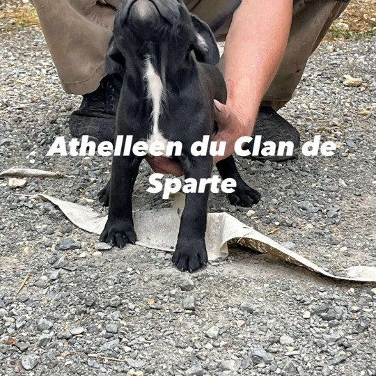 Athelleen Du clan de Sparte Femelle Staffordshire bull terrier