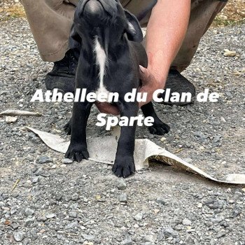 chiot Staffordshire bull terrier Du clan de Sparte chiot Staffordshire bull terrier Du clan de Sparte
