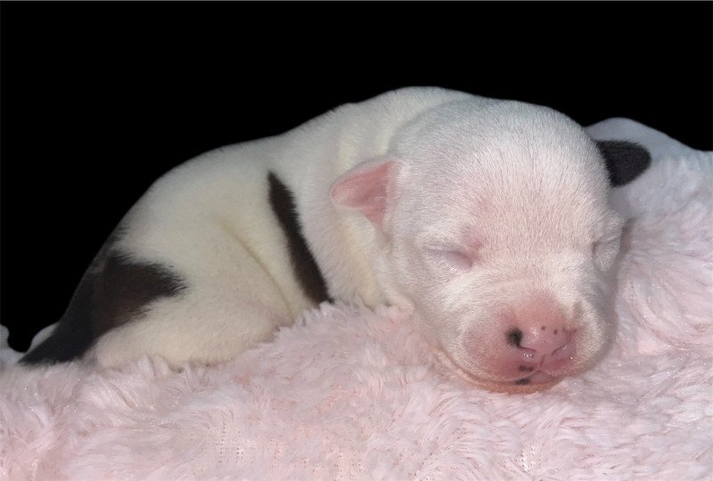 Ab Origine Fideles Du clan de Sparte Mâle Staffordshire bull terrier