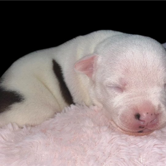 chiot Staffordshire bull terrier Du clan de Sparte