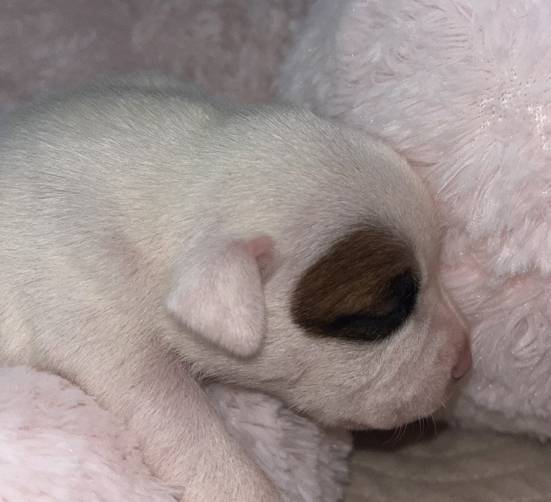 Amor Fati Du clan de Sparte Femelle Staffordshire bull terrier