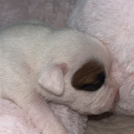 chiot Staffordshire bull terrier Blanche Du clan de Sparte