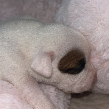 chiot Staffordshire bull terrier Blanche Du clan de Sparte