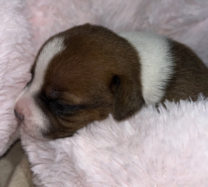 Absit Reverentia Vero Du clan de Sparte Femelle Staffordshire bull terrier