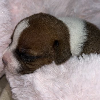 chiot Staffordshire bull terrier Du clan de Sparte