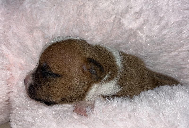 Amor Vincit Omnia Du clan de Sparte Femelle Staffordshire bull terrier