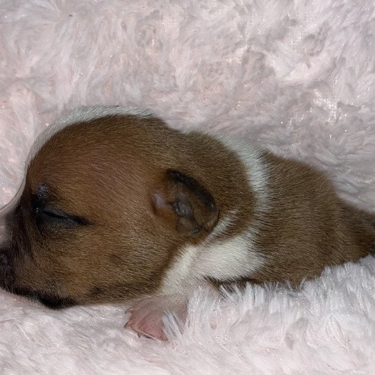 chiot Staffordshire bull terrier Du clan de Sparte