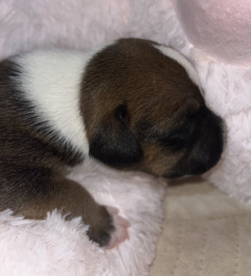 Abimo pectore Du clan de Sparte Femelle Staffordshire bull terrier