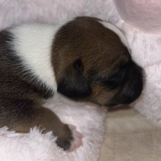 chiot Staffordshire bull terrier Du clan de Sparte