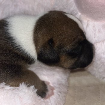 chiot Staffordshire bull terrier Du clan de Sparte