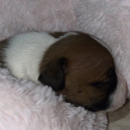 chiot Staffordshire bull terrier Du clan de Sparte