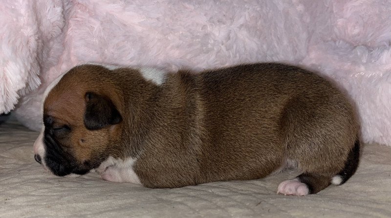 Amat Victoria Curam Du clan de Sparte Femelle Staffordshire bull terrier