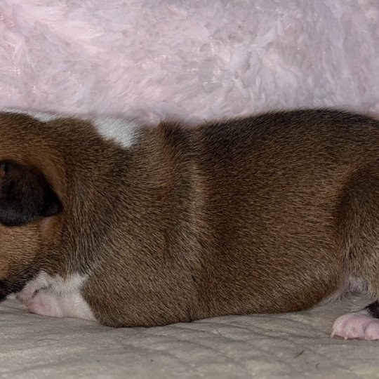 chiot Staffordshire bull terrier Du clan de Sparte