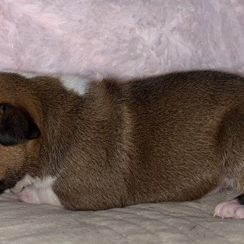 chiot Staffordshire bull terrier Du clan de Sparte