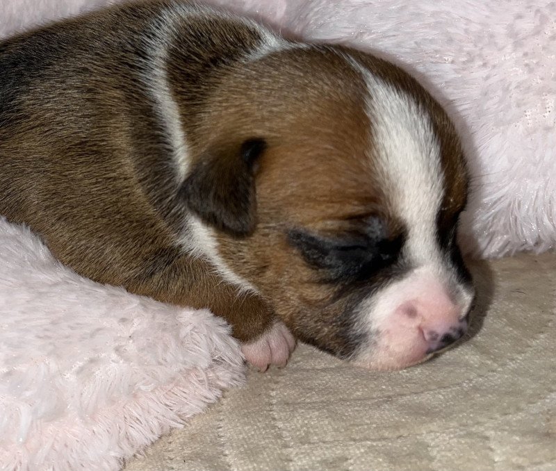 Absolutium Dominium Du clan de Sparte Mâle Staffordshire bull terrier