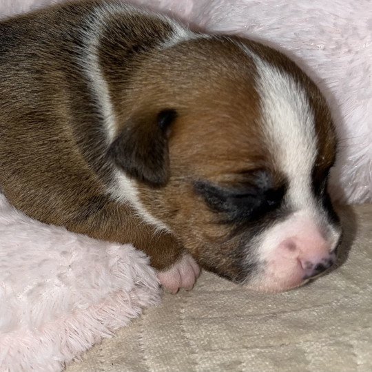 chiot Staffordshire bull terrier Du clan de Sparte