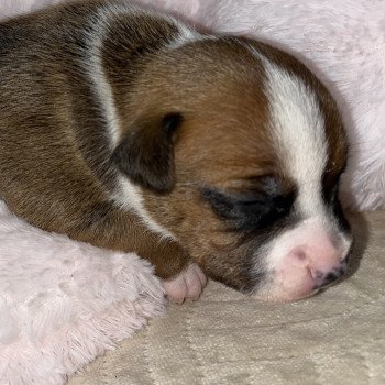 chiot Staffordshire bull terrier Du clan de Sparte