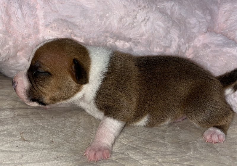 Ad Vitam Aeternam Du clan de Sparte Mâle Staffordshire bull terrier