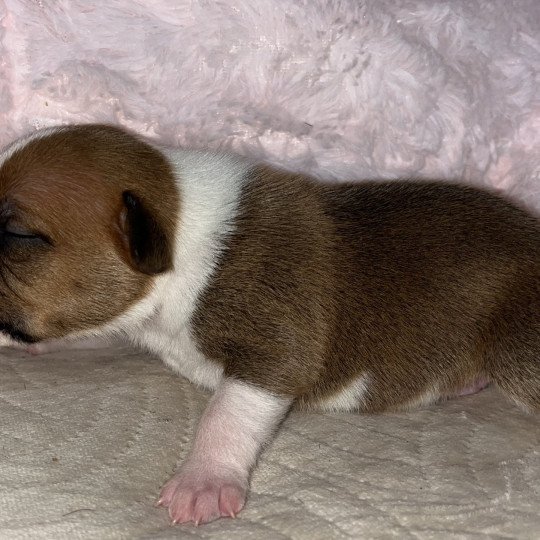 chiot Staffordshire bull terrier Du clan de Sparte