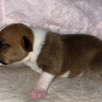 chiot Staffordshire bull terrier Du clan de Sparte