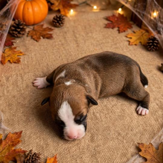 chiot Staffordshire bull terrier Du clan de Sparte