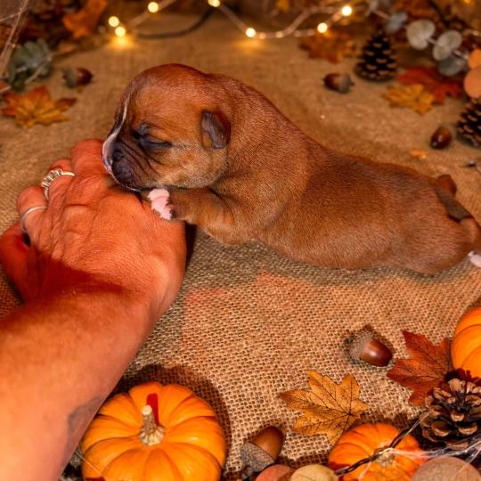 chiot Staffordshire bull terrier Du clan de Sparte
