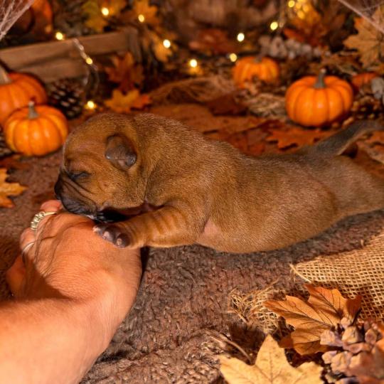 chiot Staffordshire bull terrier Du clan de Sparte