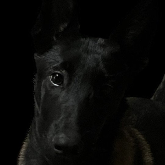 Apache Mâle Berger belge